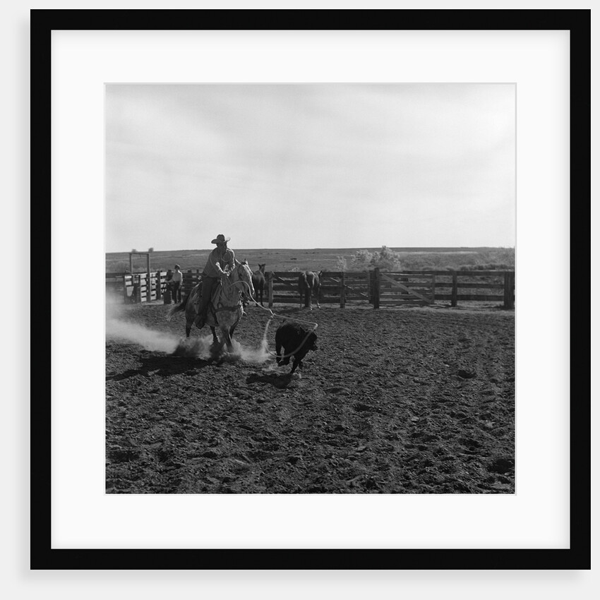 1960s cowboy rodeo rider competitor on horse chasing calf roping event skill sport by Anonymous