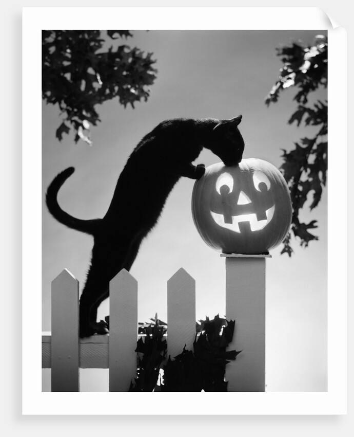 1970s black cat and jack-o'-lantern on fence by Anonymous