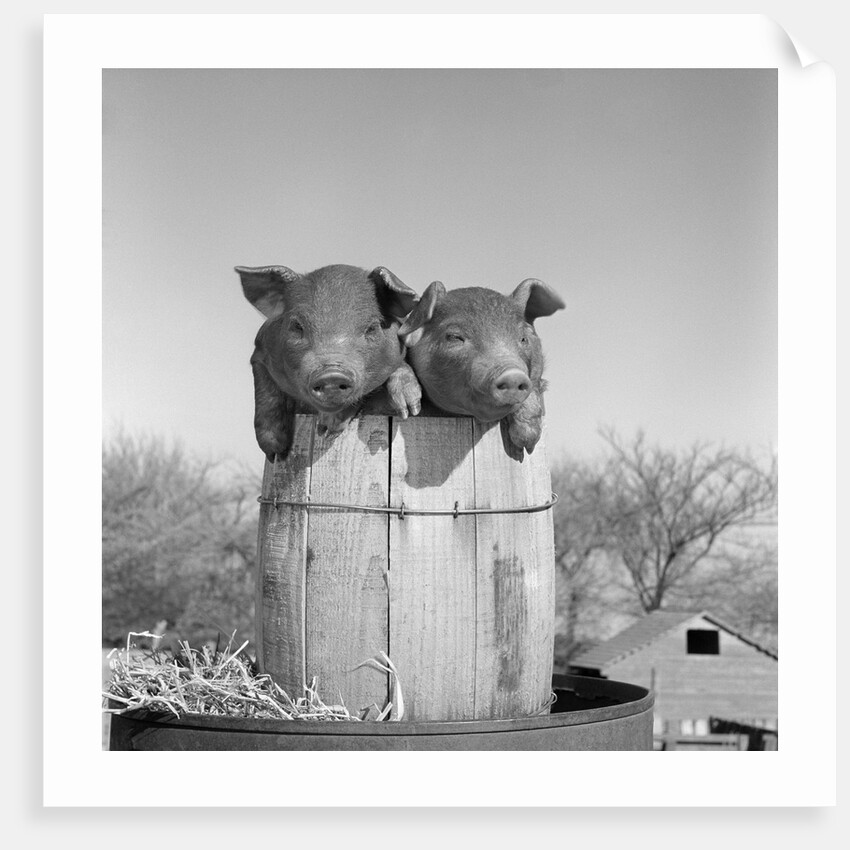 1950s two duroc pigs piglets in a nail keg barrel farm barn in background pork barrel cute by Anonymous