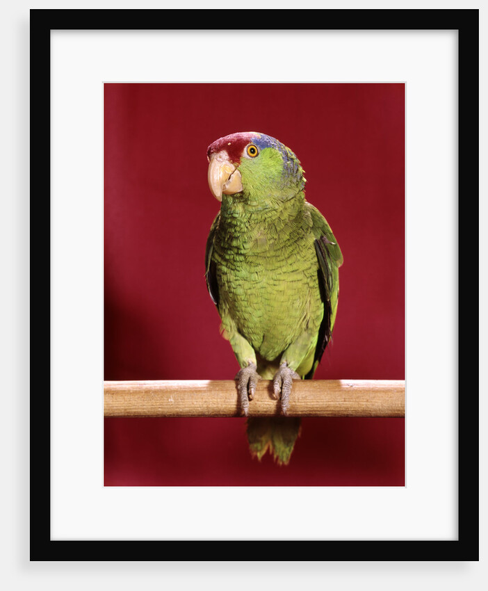 1960s green parrot with red blue feather cap on a perch looking at camera by Anonymous