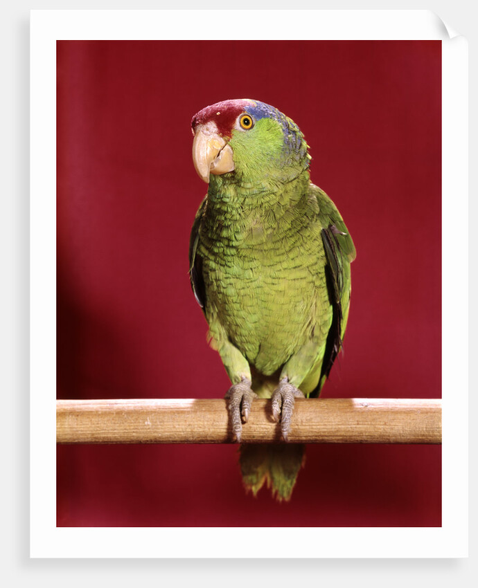 1960s green parrot with red blue feather cap on a perch looking at camera by Anonymous