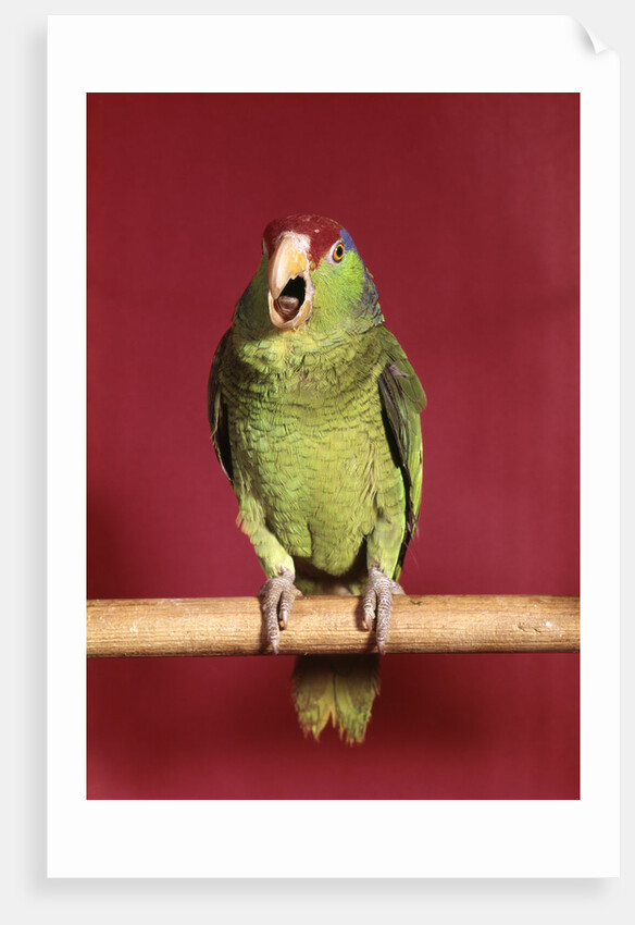 1960s green parrot with red and blue cap sitting on perch talking looking at camera by Anonymous