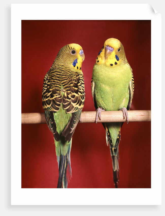 1960s pair of two yellow green parakeets perched together by Anonymous