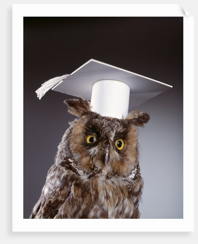 1990s wise old owl wearing white mortarboard graduation cap by Anonymous