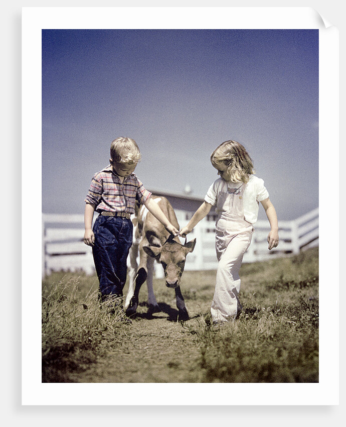 1940s 1950s boy girl leading young calf on farm by Anonymous