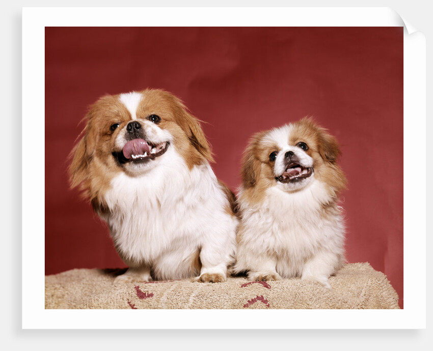 1970s two pekinese dogs brown and white big little leaning tongues out cute looking at camera by Anonymous