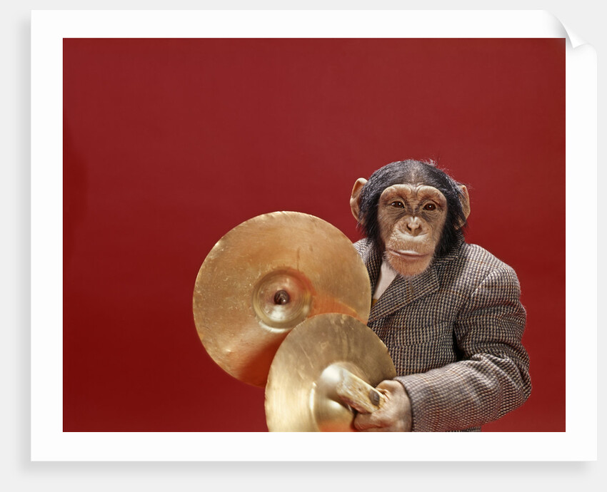 1960s chimpanzee wearing suit and tie playing cymbals by Anonymous