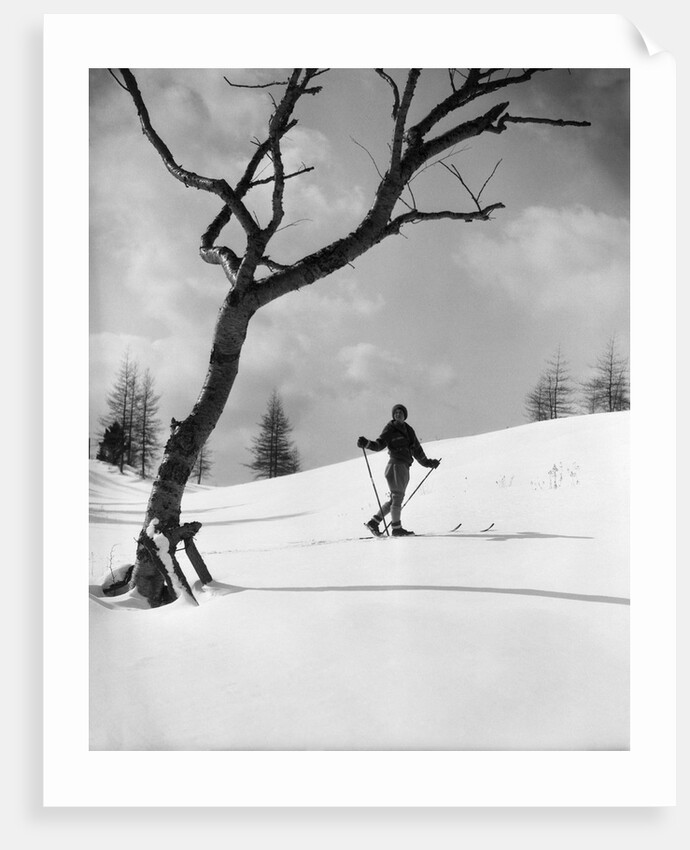 1920s 1930s silhouette of woman cross country skier near old tree by Anonymous