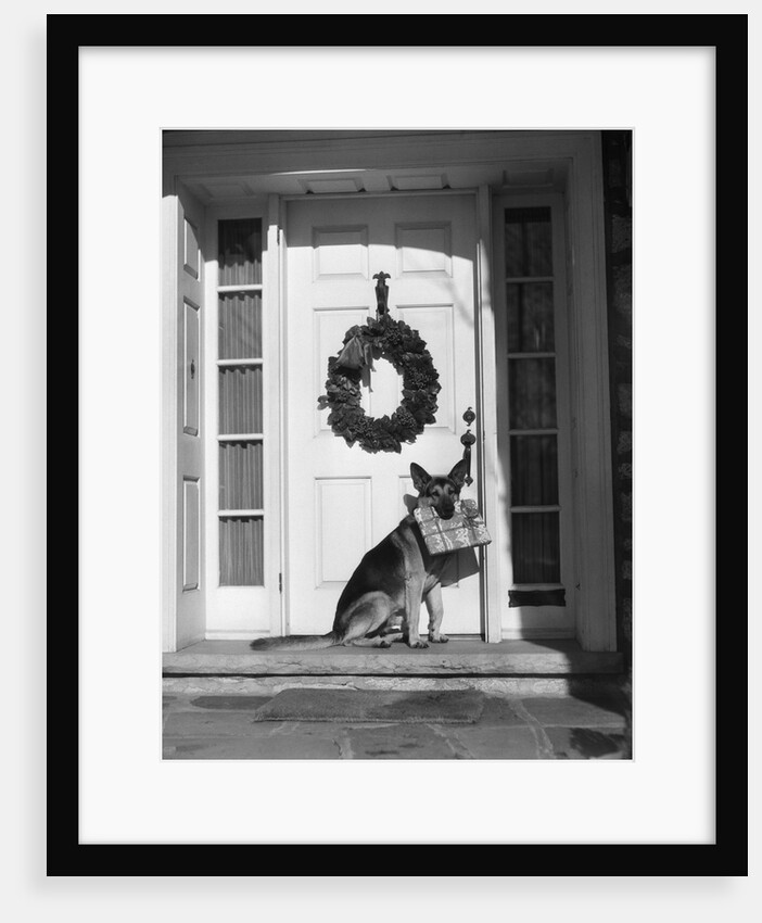 1930s german shepherd dog sitting front door stoop porch holding christmas package in his mouth by Anonymous