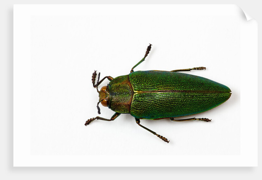 Top view of Steraspis speciosa green beetle by Anonymous