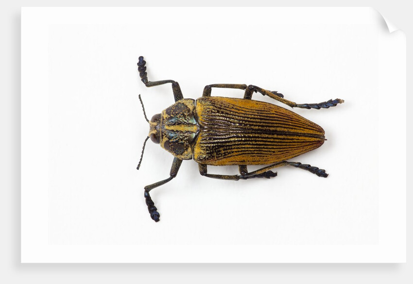 Jewel beetle Polybothris lesnei on white background by Anonymous