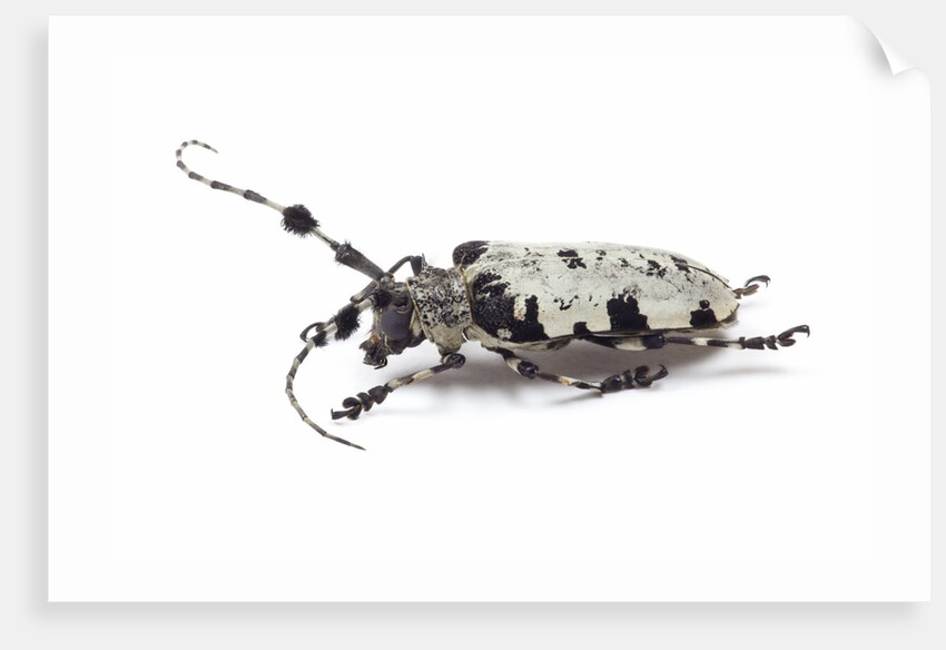 Long horn beetle Aristobia voeti by Anonymous