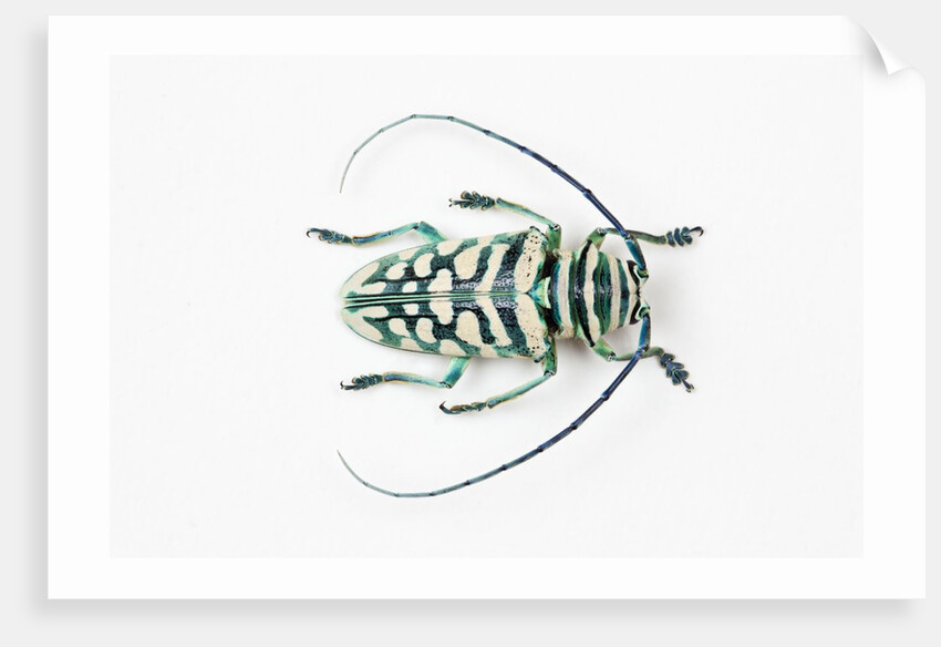 Sternotomis bohemani bohndorffi long horned beetle view from above by Anonymous