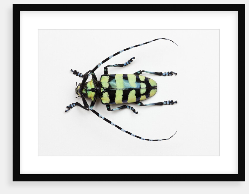 Horned Beetle Male Anoplophora zonatrix macro views by Anonymous