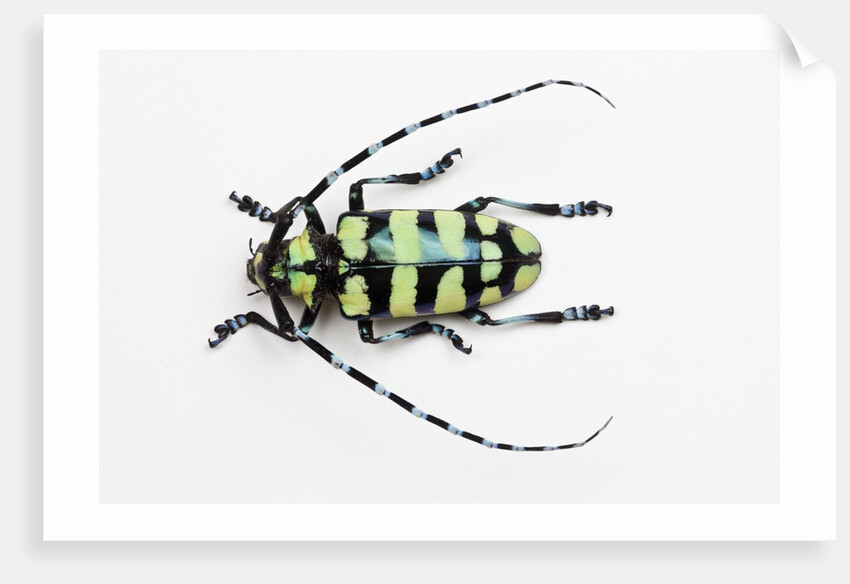 Horned Beetle Male Anoplophora zonatrix macro views by Anonymous
