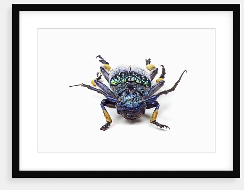 Head on view of long horned beetle Sphingnotus sp. by Anonymous