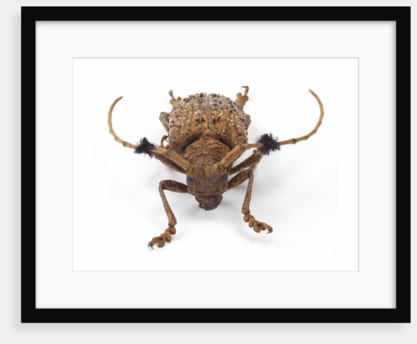 Long Horned Beetle Aristobia horridula by Anonymous