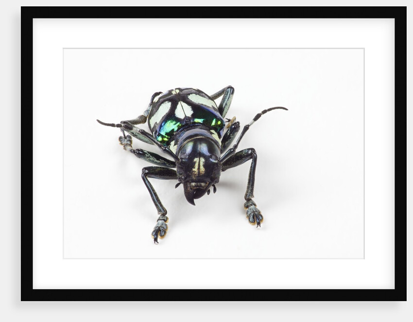 Head on view on long horned beetle Acronia alboplagiata by Anonymous