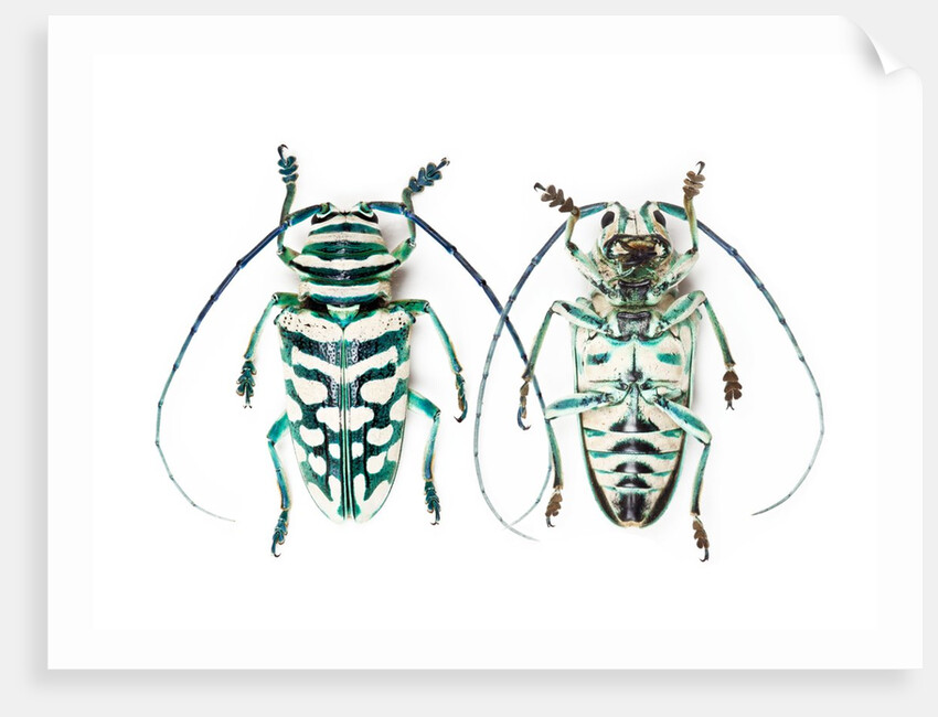 Sternotomis bohemani bohndorffi long horned beetle top and bottom view by Anonymous