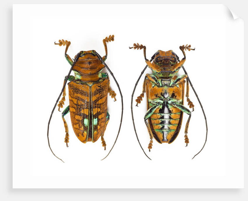 Top and Bottom view on Sternotomis chrysopras long horned beetle by Anonymous