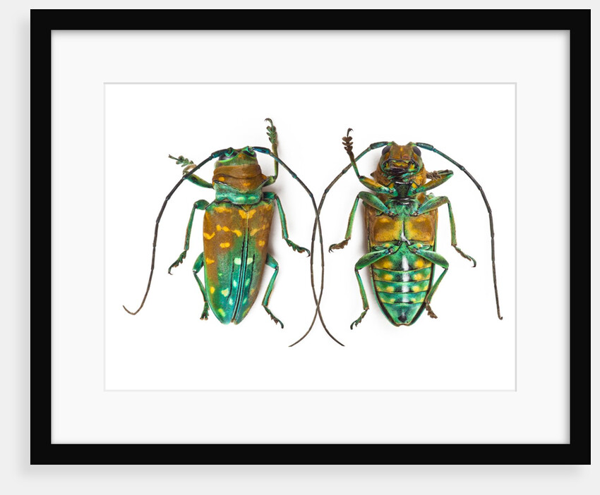 Top & Bottom view of long horned beetle Sternotomis variabilis semirufescens by Anonymous