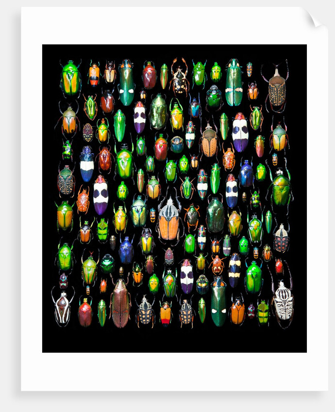 Beetle lay out on black back ground in multi colors and shapes by Anonymous