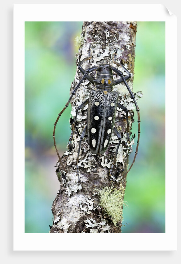 Long horned beetle on lichen branch. Batocera parryi by Anonymous