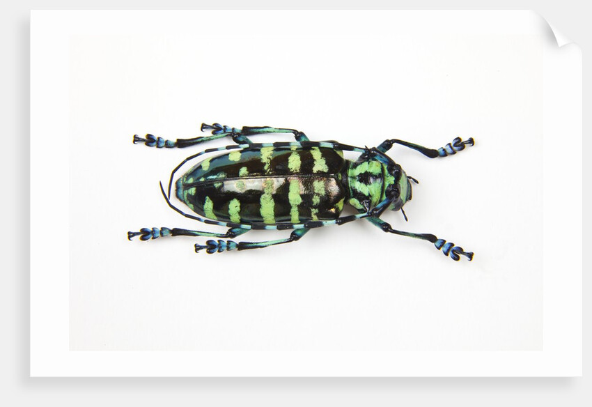 Horned Beetle Male Anoplophora zonatrix macro views by Anonymous