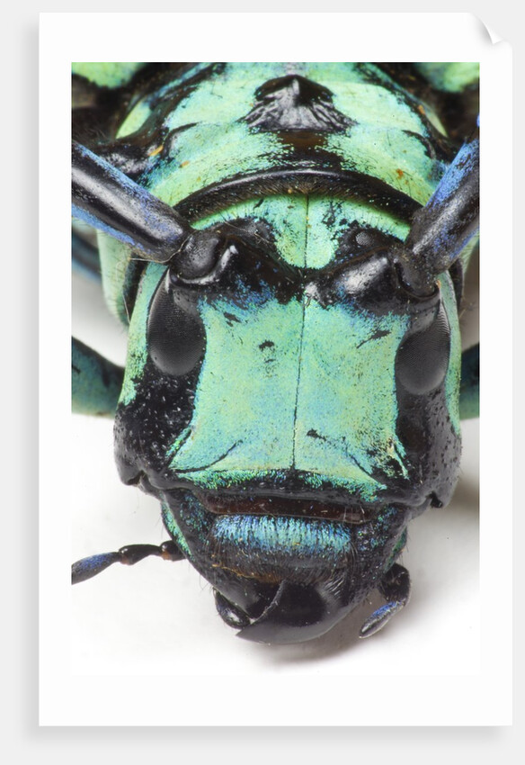Close-up head on view of Long Horned Beetle by Anonymous
