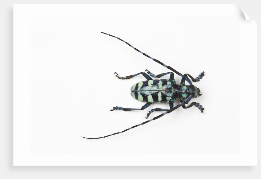 Horned Beetle Male Anoplophora zonatrix macro views by Anonymous