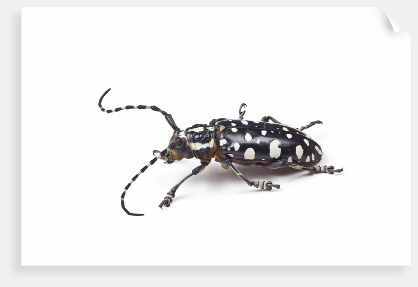 Side view of long horned beetle Threnetica lacrymans against white background by Anonymous