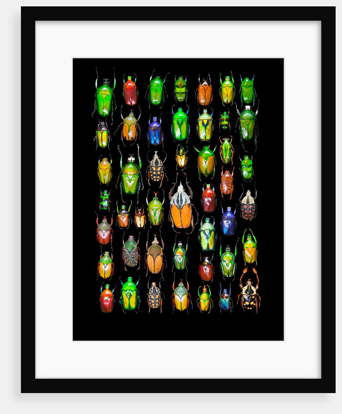 Beetle lay out on black back ground in multi colors and shapes by Anonymous