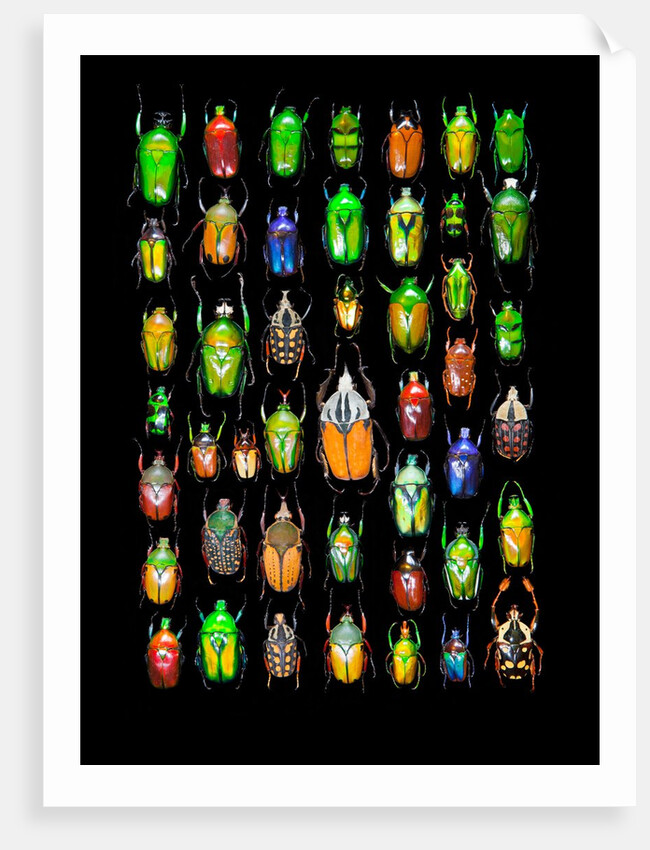 Beetle lay out on black back ground in multi colors and shapes by Anonymous
