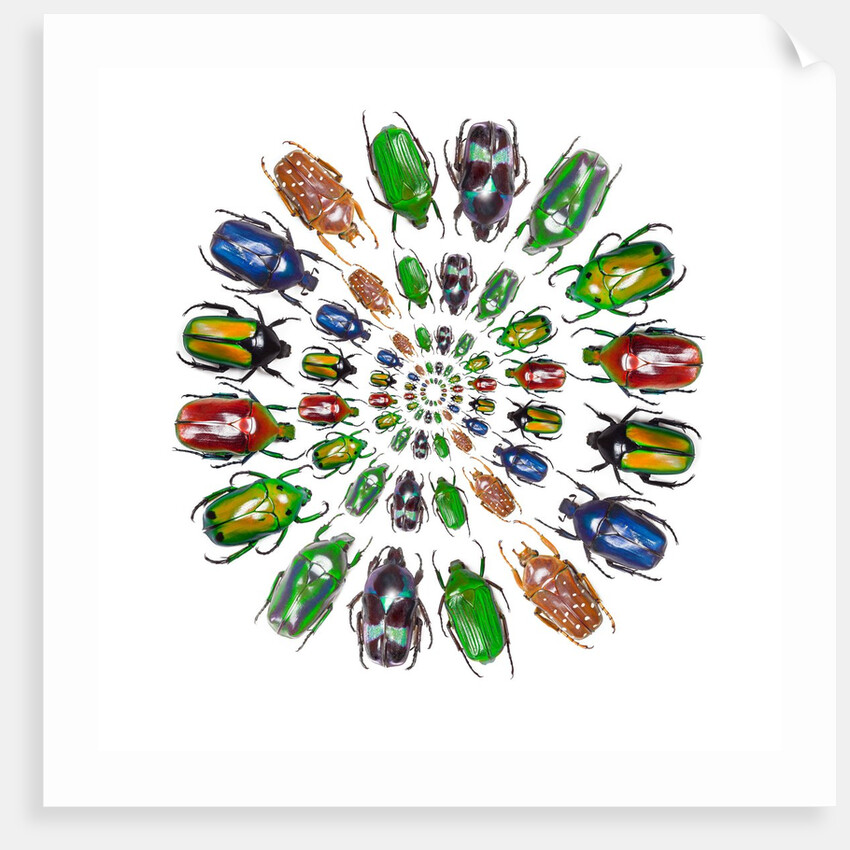 Flower Beetles in circular pattern design by Anonymous