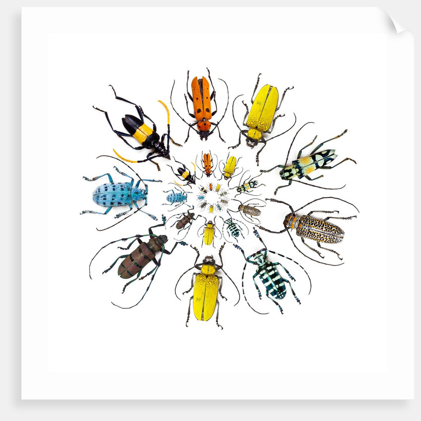 Long Horned Beetle in Circular pattern by Anonymous