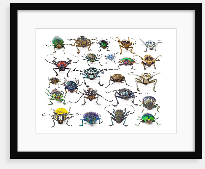 Long Horned beetles head on view by Anonymous