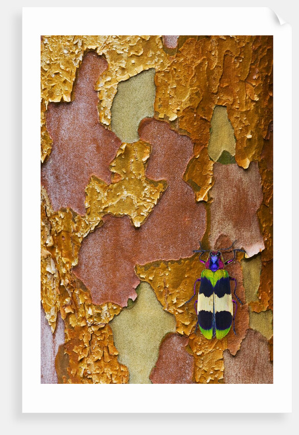 Jewel Beetle Chrysochroa corbetti on tree branch from Thailand by Anonymous