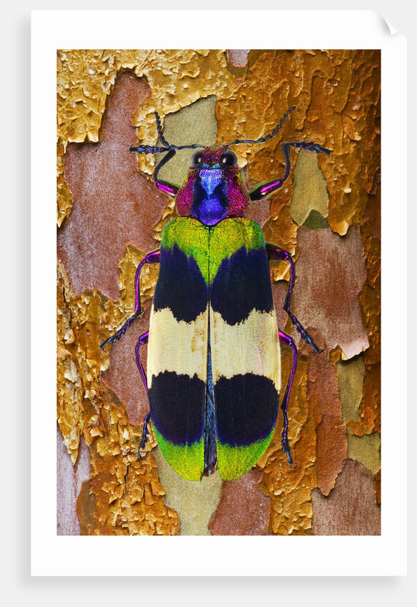 Jewel Beetle Chrysochroa corbetti on tree branch from Thailand by Anonymous