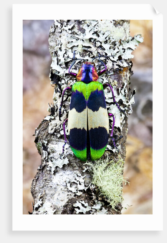 Jewel beetle Chrysochroa corbetti from Thailand on lichen covered branch by Anonymous