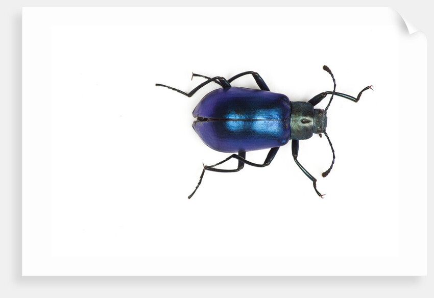 Long horned beetle Diastocera wallichi by Anonymous