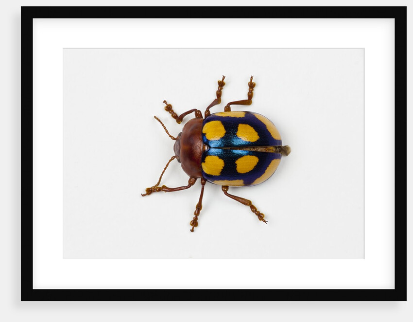Long horned beetle Diastocera wallichi by Anonymous
