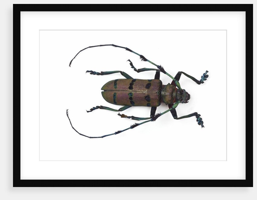 Long horned beetle Diastocera wallichi by Anonymous