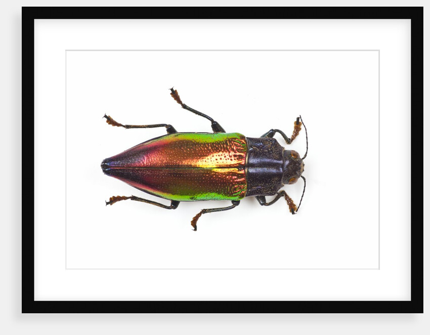 Chrysodema instabilis asian jewel beetle by Anonymous