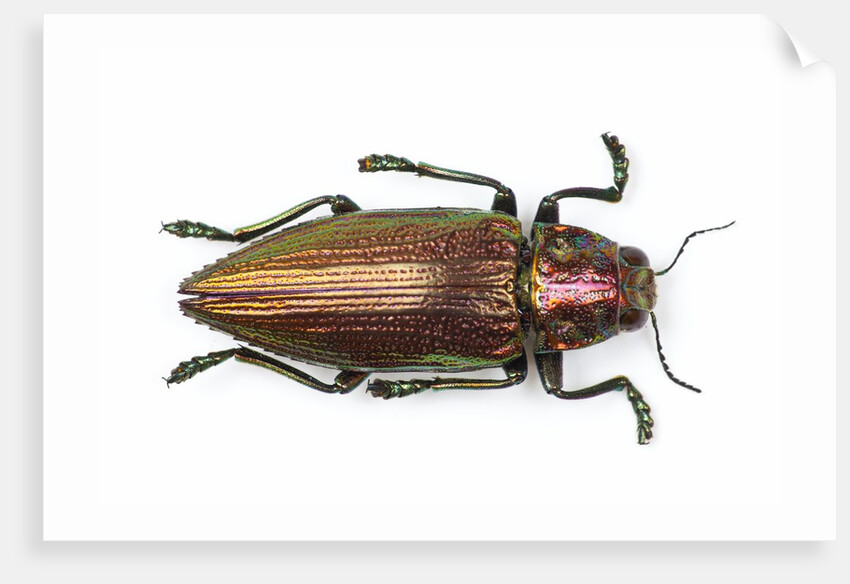 Chrysochroa fulminans nishiyanai view from above by Anonymous