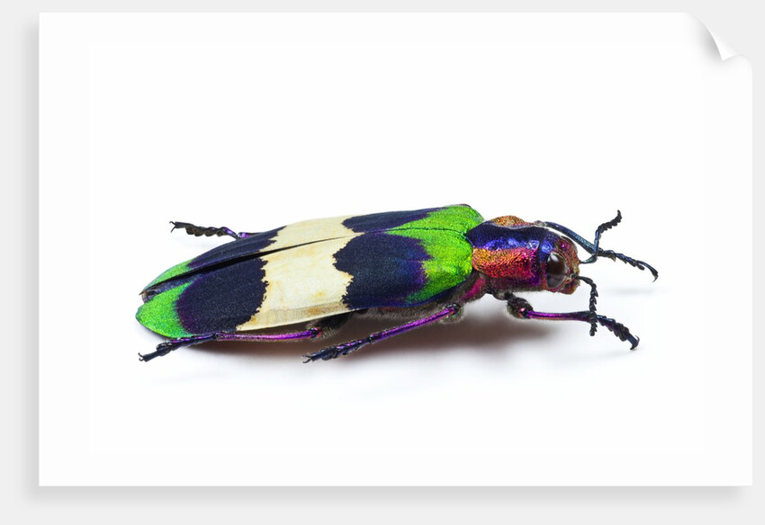 Side view of Jewel Beetle Chrysochroa corbetti from Thailand by Anonymous