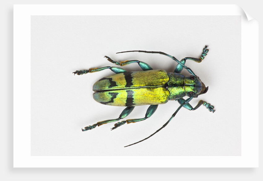 Colorful beetle Tmesisternus ssp - Sorong by Anonymous
