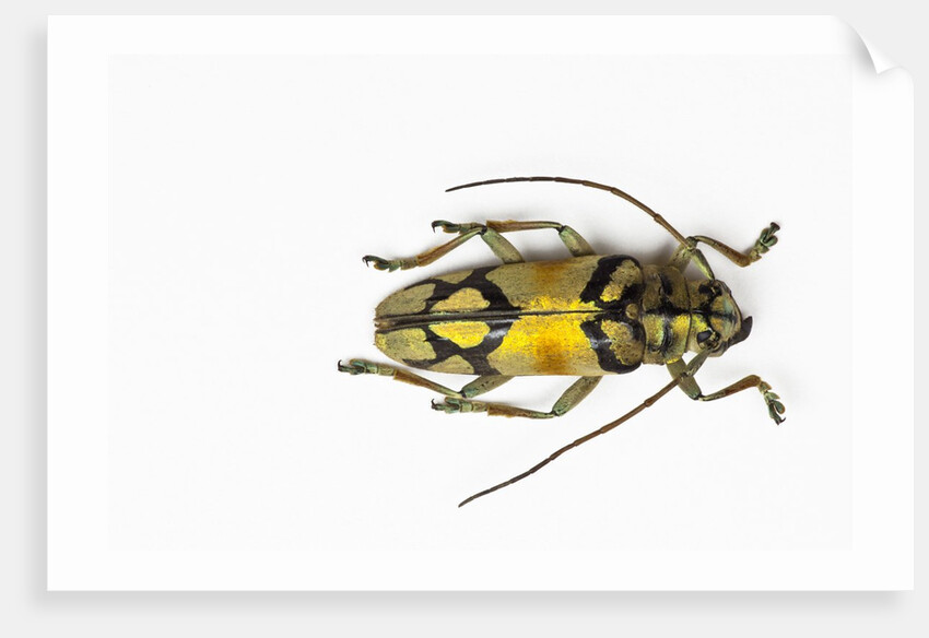 Colorful long horn beetle from Southeast Asia Tmesisternus rafaela by Anonymous