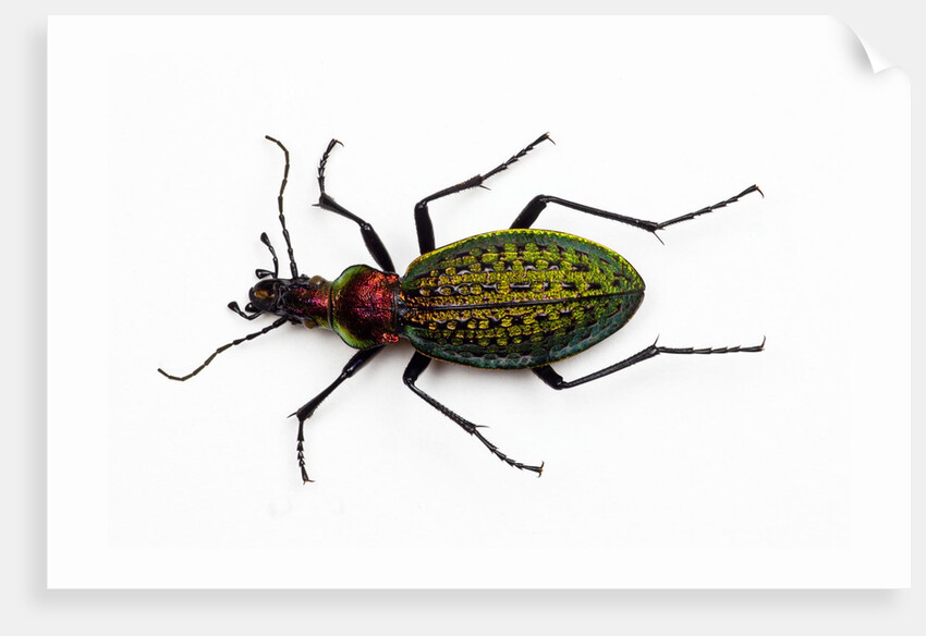 Beetle Acoptolabrus schrencki dongningensis - China, Heilongjiang in Carabidae family by Anonymous