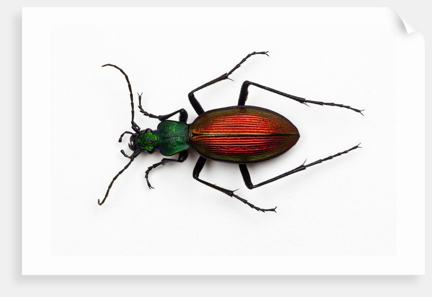 Beetle Ceroglossus chilensis colchaguensis in the Carabidae family by Anonymous