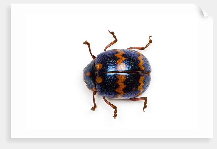 Long horned beetle Diastocera wallichi by Anonymous